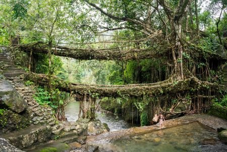 Double Decker Living Root Bridge 