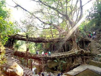 Double Decker Living Root Bridge 