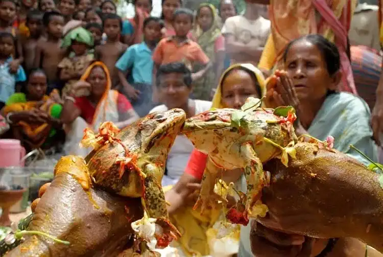 frog wedding india