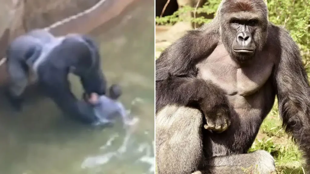 हराम्बे की मौत