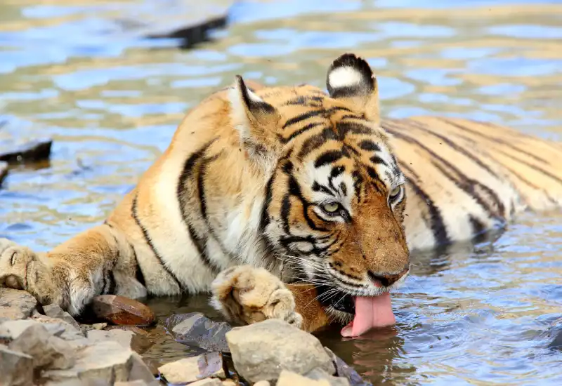Tiger Queen Machli 
