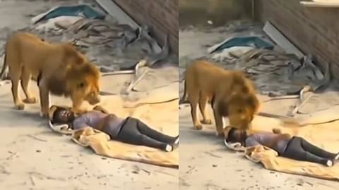 Sher ka video