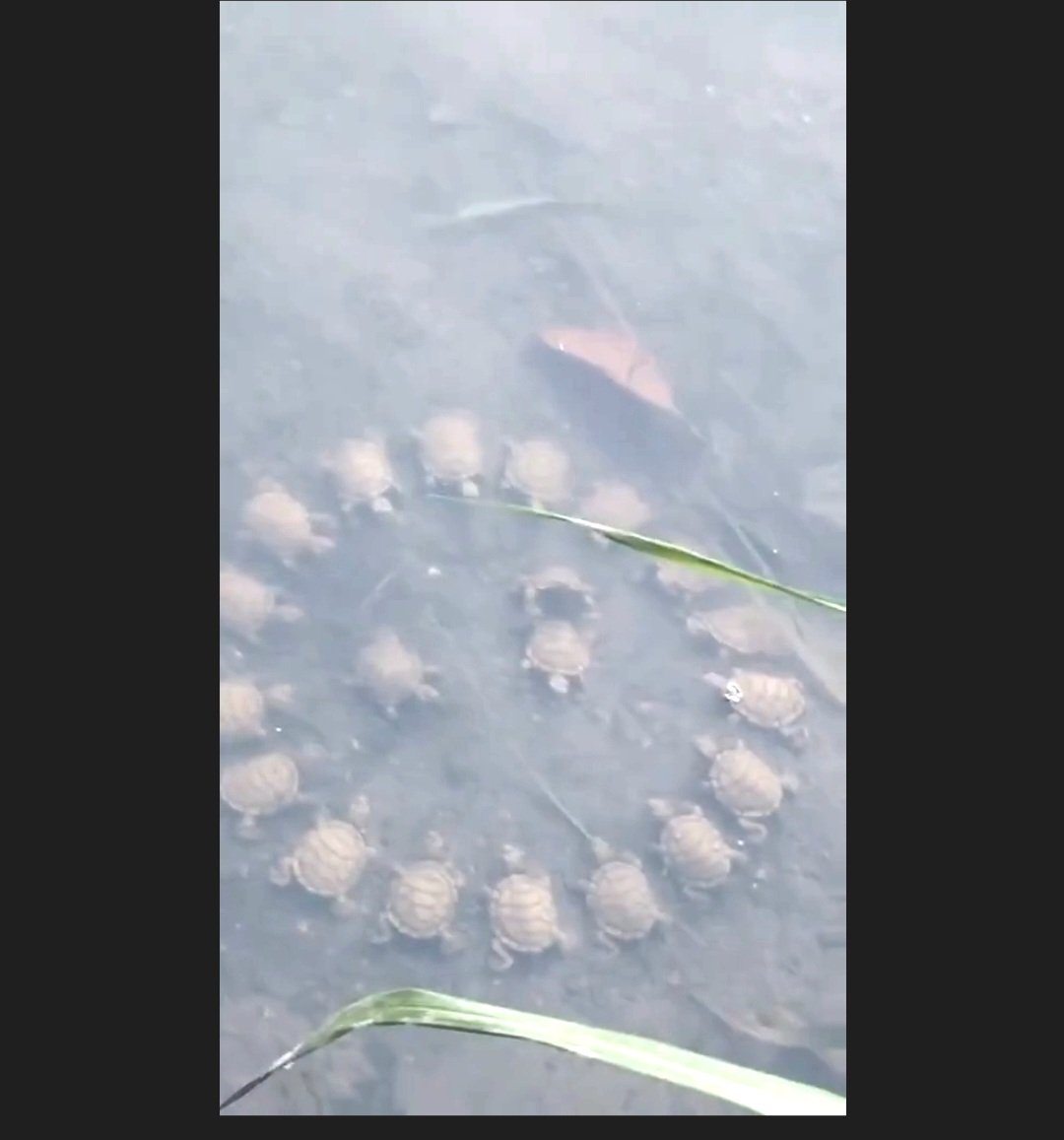 turtles round table video