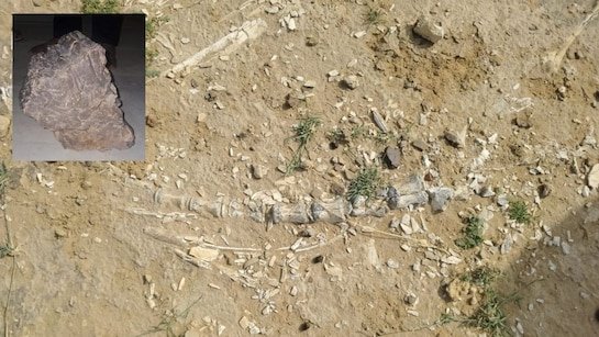 Jaisalmer dinosaur fossil